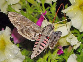 Windenschwrmer Agrius convolvuli Convolvulus Hawk-moth