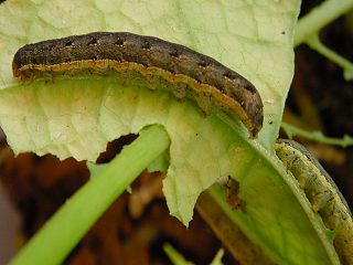 Raupen Kohleule Mamestra brassicae Cabbage Moth