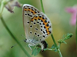 Kronwicken-Bluling Plebeius argyrognomon Reverdin's Blue