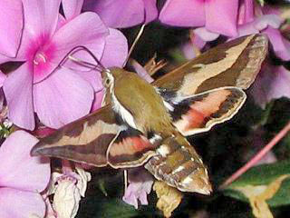 Labkraut-Schwärmer Hyles gallii Bedstraw Hawk-moth