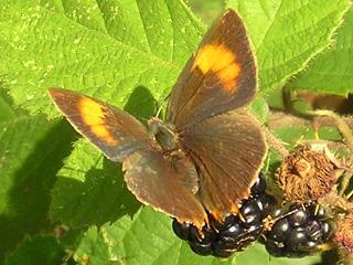 Nierenfleck-Zipfelfalter Thecla betulae Brown Hairstreak