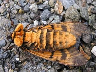 Totenkopfschwrmer Acherontia atropos Deathhead Hawk-moth