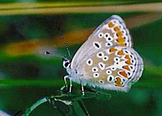 Kleiner Sonnenrschen-Bluling Aricia agestis Brown Argus 