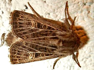 Tholera decimalis Weigerippte Lolcheule Feathered Gothic