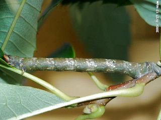 Raupe Birkenspanner Peppered Moth Biston betularia