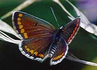 Kleiner Sonnenrschen-Bluling Brown Argus Aricia agestis (13498 Byte)