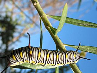 Raupe Afrikanischer Monarch Danaus (Anosia) chrysippus Plain Tiger