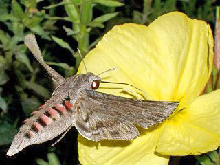 Windenschwrmer Agrius convolvuli Convolvulus Hawk-moth