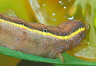 Raupe Gem�seeule Mamestra oleracea Bright-line Brown-eye (18416 Byte)