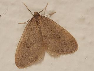 Männchen Kleiner Frostspanner   Operophtera brumata   Winter Moth