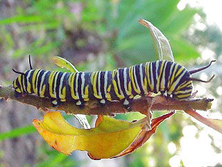 Raupe Monarch Danaus plexippus Milkweed