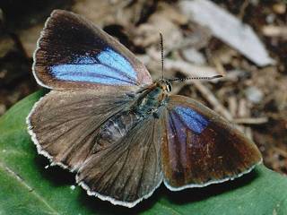 Weibchen Blauer Eichenzipfelfalter Neozephyrus quercus Purple Hairstreak