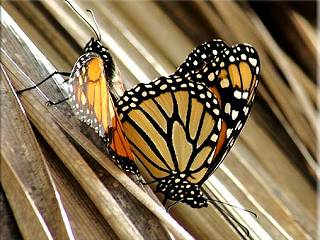 Paarung Monarch Danaus plexippus Milkweed