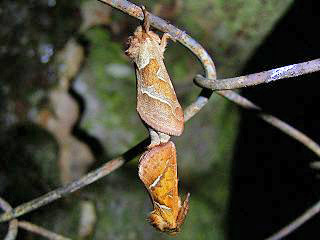 Ampfer-Wurzelbohrer   Triodia sylvina   Orange Swift