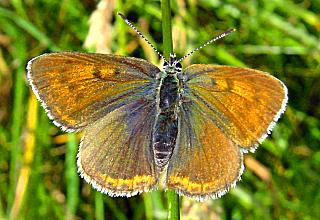 Weibchen Lilagold-Feuerfalter Purple-edged Copper Palaeochrysophanus hippothoe (21364 Byte)