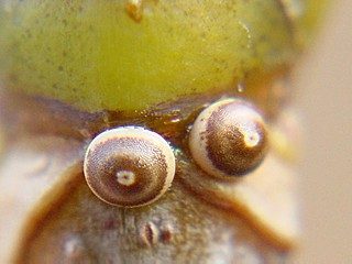 Eier Haarschuppen-Zahnspinner Ptilophora plumigera Plumed Prominent 