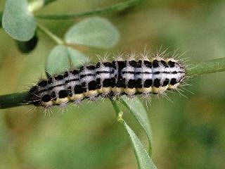 Raupe Hufeisenklee-Widderchen   Zygaena transalpina