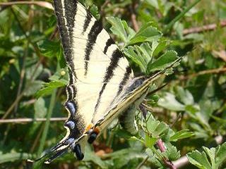 Eiablage Segelfalter Iphiclides podalirius Scarce Swallowtail