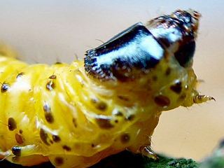 Raupe Blausieb Zeuzera pyrina Leopard Moth