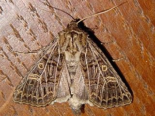 Tholera decimalis Weigerippte Lolcheule Feathered Gothic