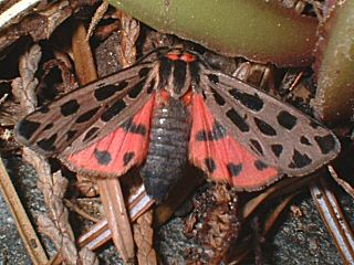 Schwarzgefleckter Br Chelis maculosa