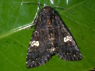 Flohkrauteule Melanchra persicariae Dot Moth