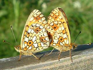 Paarung Braunfleckiger Perlmutterfalter Boloria ( Clossiana ) selene Small Pearl-bordered Fritillary