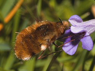 Hummelschweber , kein Taubenschwnzchen Kolibri - Schwrmer Macroglossum stellatarum Humming-bird Hawk-moth Wanderfalter