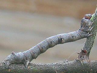 Raupe Federfühler-Herbstspanner Colotois pennaria Feathered Thorn