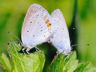 Paarung Kurzschwnziger Bluling Cupido ( Everes ) argiades Short-tailed Blue