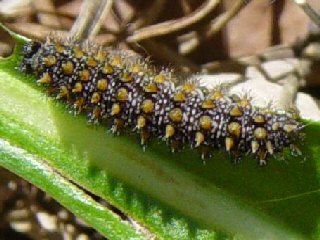 Raupe Baldrian-Scheckenfalter Silber-Scheckenfalter Melitaea diamina False Heath Fritillary  (5612 Byte)