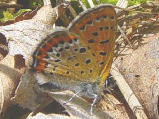 Blauschillernder Feuerfalter Lycaena helle Violett Copper