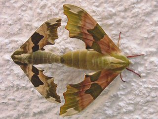 Paarung Lindenschwrmer Mimas tiliae Lime Hawk-moth