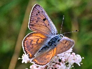 Violetter Feuerfalter Purple-Shot Copper Lycaena alciphron (23938 Byte)