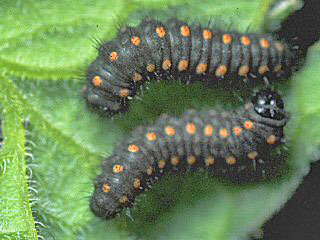 Jungraupen Osterluzei-Apollo  Archon apollinus False Apollo