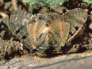 Paarung Osterluzei-Apollo  Archon apollinus False Apollo