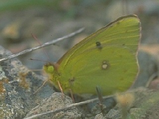 Colias aurorina