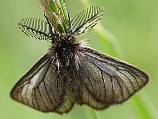 Männchen Trauerspinner Pentophera morio