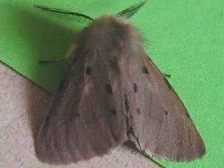 Männchen Diaphora mendica Grauer Fleckleibbär Muslin Moth