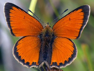 Groer Feuerfalter Mnnnchen Lycaena dispar Large Copper (21201 Byte)