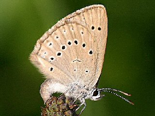 Eiablage Heller Wiesenknopf-Ameisenbluling Glaucopsyche ( Maculinea ) teleius Scarce Large Blue