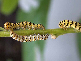 Raupen Cucullia lychnitis Spter Knigskerzen-Mnch Striped Lychnis