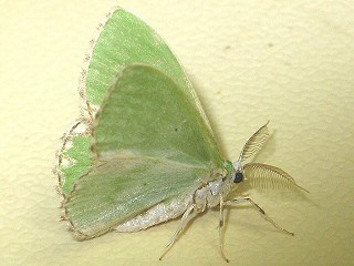 Eichenwald-Grnspanner Comibaena bajularia Blotched Emerald