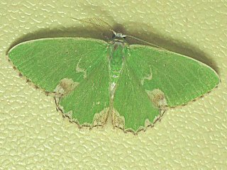 Eichenwald-Grünspanner Comibaena bajularia Blotched Emerald