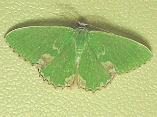 Eichenwald-Grnspanner Comibaena bajularia Blotched Emerald