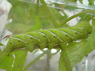 Raupe Manduca sexta, tobacco hornworm, Tabakschwrmer