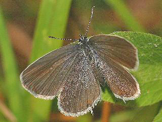 Weibchen Kurzschwnziger Bluling Cupido ( Everes ) argiades Short-tailed Blue