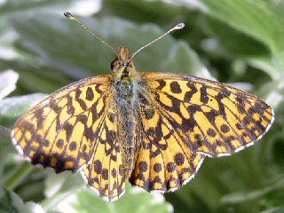 Boloria ( Clossiana ) dia Magerrasen-Perlmutterfalter Weaver's Fritillary 