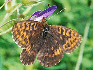 Alpen-Perlmutterfalter Boloria (Clossiana) thore Thor's Fritillary