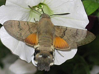 Taubenschwänzchen Kolibri - Schwärmer Macroglossum stellatarum Humming-bird Hawk-moth Wanderfalter
